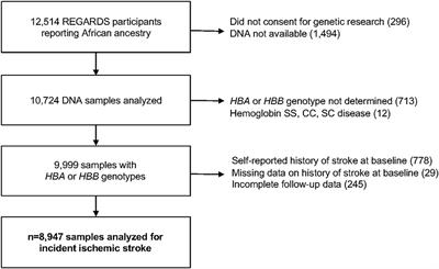 Alpha globin gene copy number and incident ischemic stroke risk among Black Americans